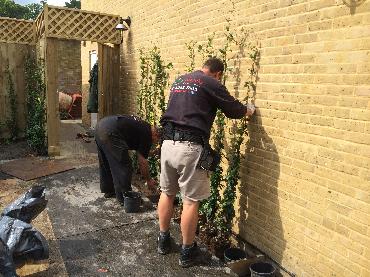 Major Plants Ltd - Before after - London - UK - Image 10