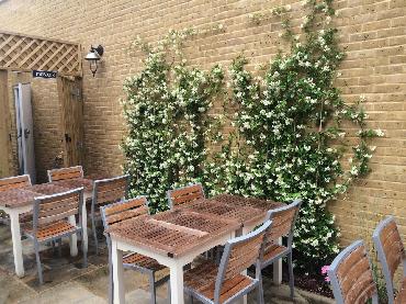 Major Plants Ltd - Before after - London - UK - Image 11