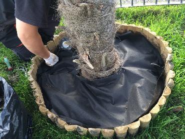 Major Plants Ltd - Before after - London - UK - Image 14