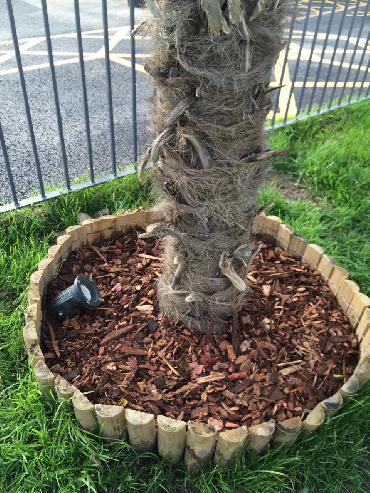 Major Plants Ltd - Before after - London - UK - Image 15