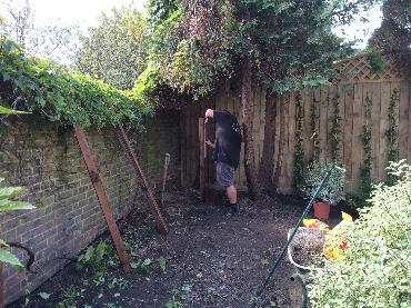 Major Plants Ltd - Before after - London - UK - Image 16