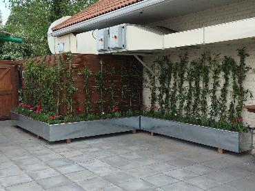 Major Plants Ltd - Before after - London - UK - Image 25