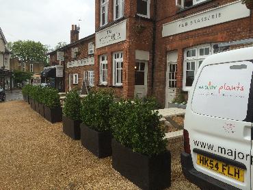 Major Plants Ltd - Before after - London - UK - Image 61