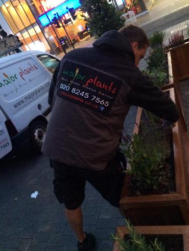 Major Plants Ltd - Gökyüzü Woodgreen - London - UK - Image 3