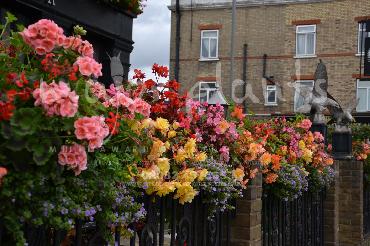 Major Plants Ltd - Hanging Basket Services - London - UK - Image 1