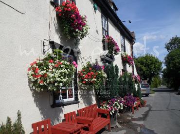 Major Plants Ltd - Hanging Basket Services - London - UK - Image 132