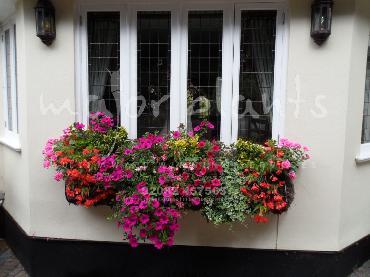Major Plants Ltd - Hanging Basket Services - London - UK - Image 136