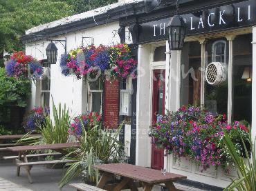 Major Plants Ltd - Hanging Basket Services - London - UK - Image 176