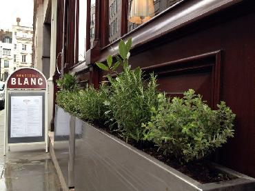 Major Plants Ltd - Herb Displays - London - UK - Image 