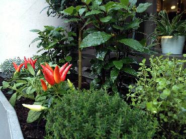 Major Plants Ltd - Herb Displays - London - UK - Image 2