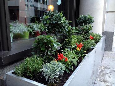Major Plants Ltd - Herb Displays - London - UK - Image 3