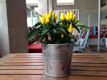 Major Plants Ltd - Herb Displays - London - UK - Image 6