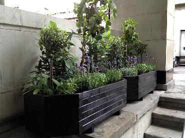 Major Plants Ltd - Herb Displays - London - UK - Image 11