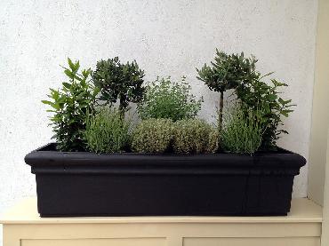 Major Plants Ltd - Herb Displays - London - UK - Image 15
