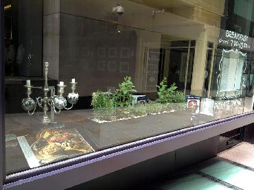 Major Plants Ltd - Herb Displays - London - UK - Image 16