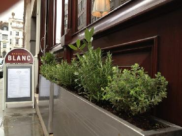 Major Plants Ltd - Herb Displays - London - UK - Image 20