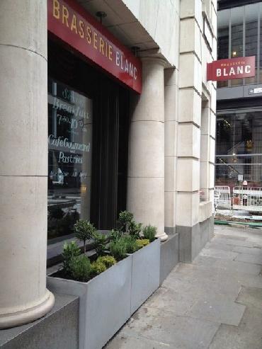Major Plants Ltd - Herb Displays - London - UK - Image 23