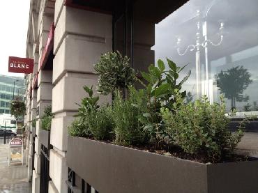 Major Plants Ltd - Herb Displays - London - UK - Image 27