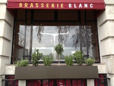 Major Plants Ltd - Herb Displays - London - UK - Image 28