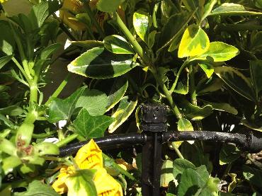 Major Plants Ltd - Irrigation Systems - London - UK - Image 7