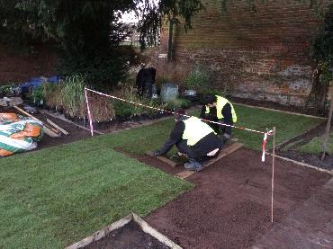 Major Plants Ltd - Lawn - London - UK - Image 4