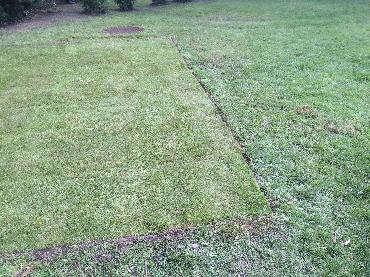 Major Plants Ltd - Lawn - London - UK - Image 7