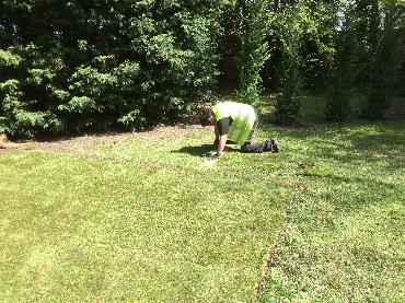 Major Plants Ltd - Lawn - London - UK - Image 9