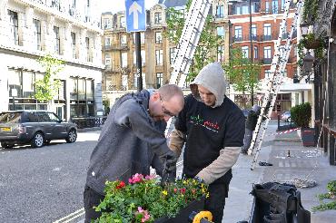Major Plants Ltd - Masons Arms - London - UK - Image 4