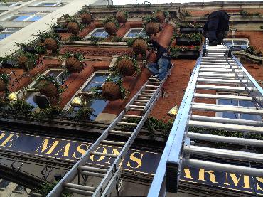 Major Plants Ltd - Masons Arms - London - UK - Image 9