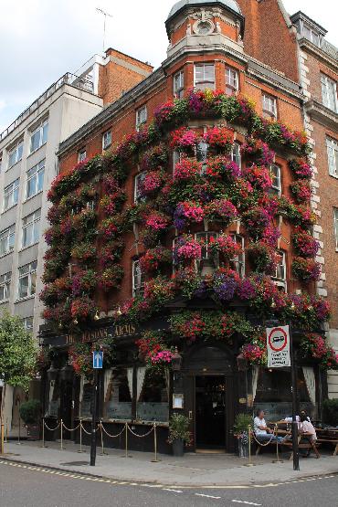 Major Plants Ltd - Masons Arms - London - UK - Image 16