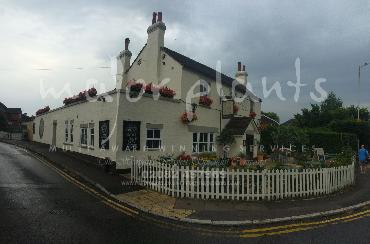 Major Plants Ltd - Our Customers - London - UK - Image 28