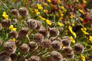 Major Plants Ltd - Pastoral - London - UK - Image 11