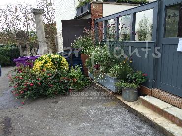 Major Plants Ltd - Pots and Troughs - London - UK - Image 6