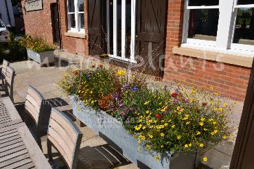 Major Plants Ltd - Pots and Troughs - London - UK - Image 8