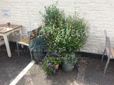 Major Plants Ltd - Pots and Troughs - London - UK - Image 14