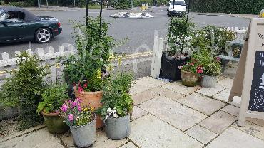 Major Plants Ltd - Pots and Troughs - London - UK - Image 37