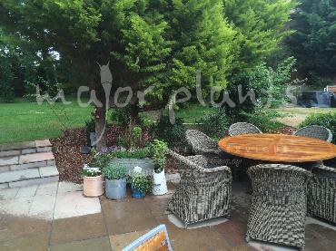 Major Plants Ltd - Pots and Troughs - London - UK - Image 49