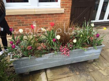Major Plants Ltd - Pots and Troughs - London - UK - Image 50