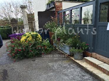 Major Plants Ltd - Pots and Troughs - London - UK - Image 75