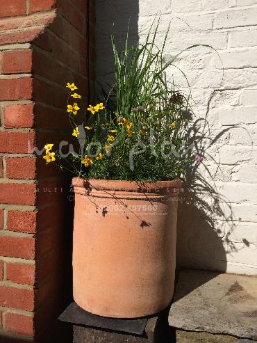 Major Plants Ltd - Pots and Troughs - London - UK - Image 81