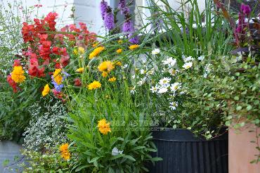 Major Plants Ltd - Pots and Troughs - London - UK - Image 85