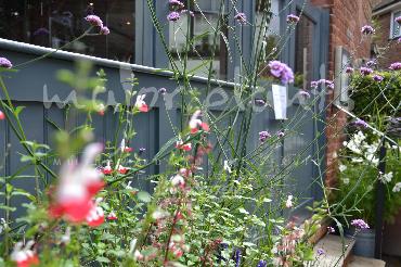 Major Plants Ltd - Pots and Troughs - London - UK - Image 90