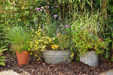 Major Plants Ltd - Pots and Troughs - London - UK - Image 96