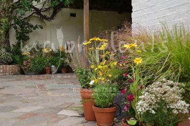 Major Plants Ltd - Pots and Troughs - London - UK - Image 109