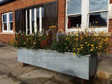 Major Plants Ltd - Pots and Troughs - London - UK - Image 114