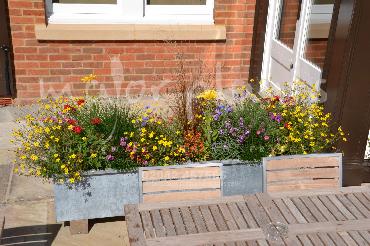 Major Plants Ltd - Pots and Troughs - London - UK - Image 115