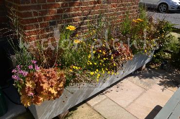 Major Plants Ltd - Pots and Troughs - London - UK - Image 116