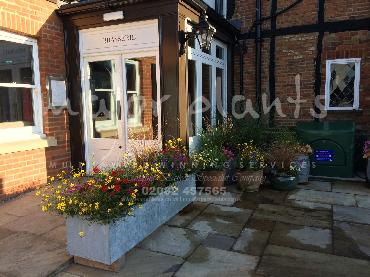 Major Plants Ltd - Pots and Troughs - London - UK - Image 118