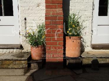 Major Plants Ltd - Pots and Troughs - London - UK - Image 126
