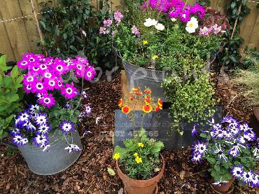 Major Plants Ltd - Pots and Troughs - London - UK - Image 133